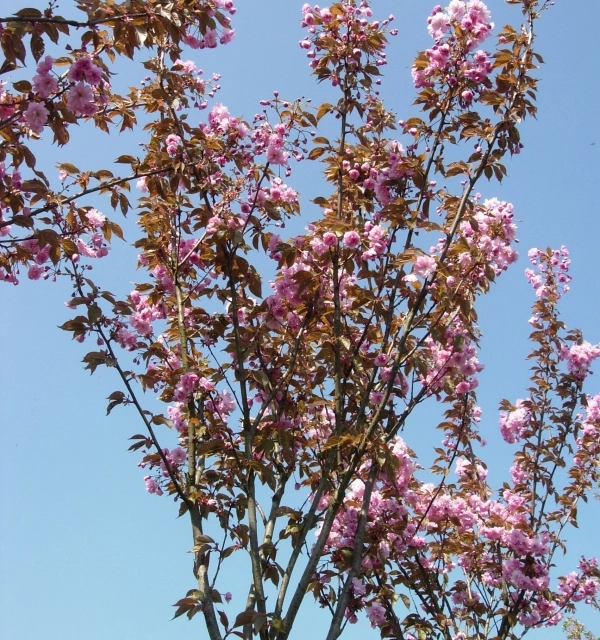 Voorjaarsbloeier: Japanse sierkers Kanzan