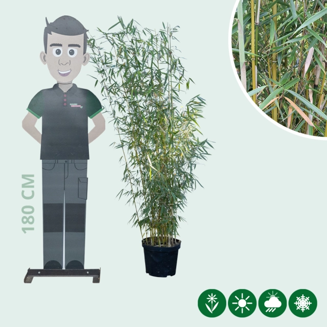 Fargesia robusta 'Campbell'