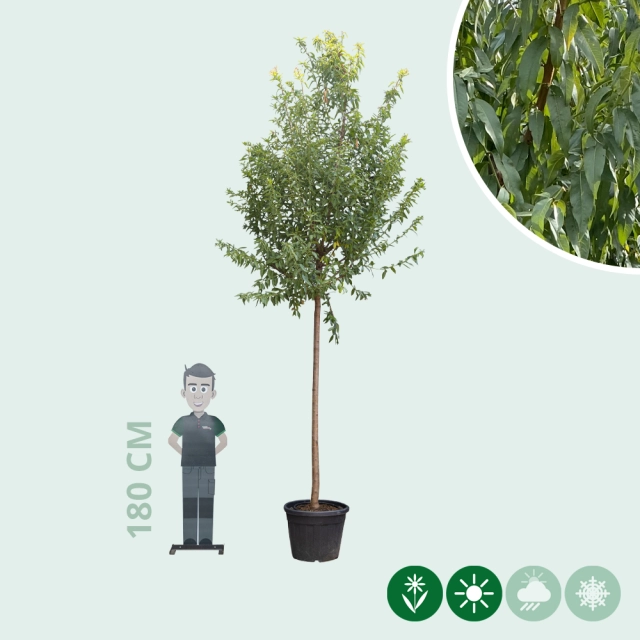 Amandelboom hoogstam