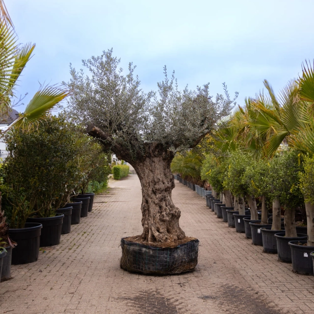Olijfboom 'Bonsai' #160