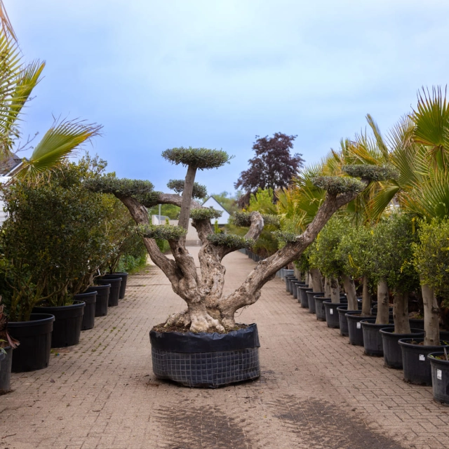 Olijfboom Pompon #170