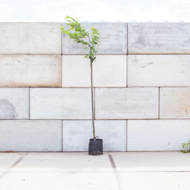 Prunus a. 'Varikse Zwarte'