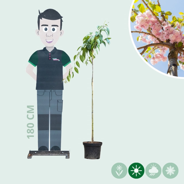Japanse treur sierkers