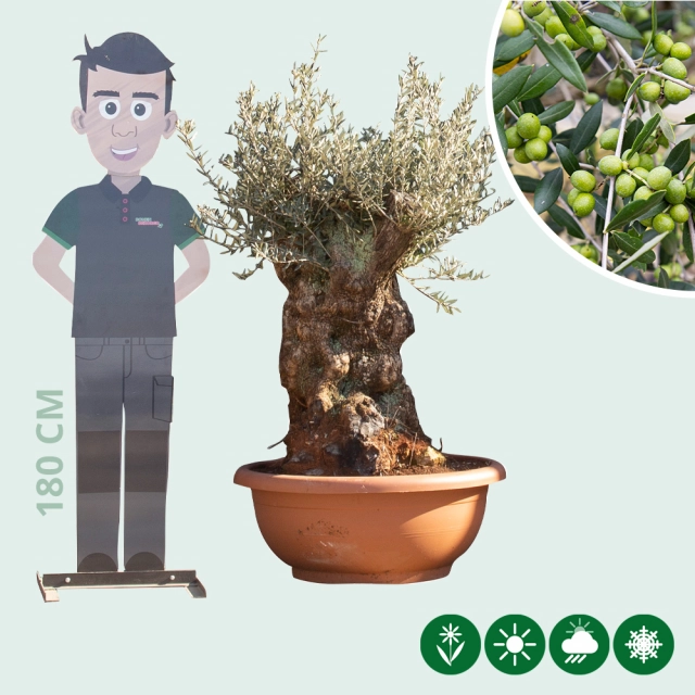 Olijfboom 'Bonsai' decoschaal