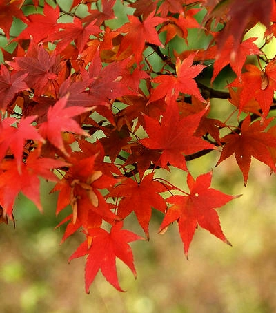 Bomen met rode bladeren