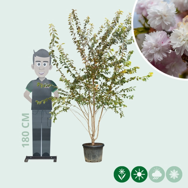 Japanse sierkers autumnalis rosea meerstammig