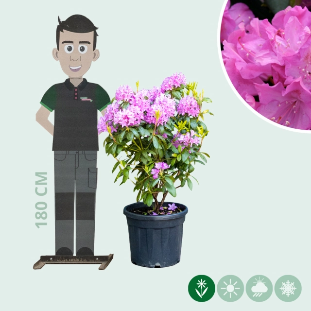 Rhododendron Roseum elegans