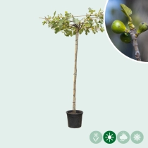 Vijgenboom dakboom