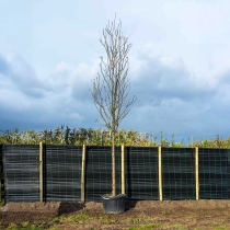 Valse Christusdoorn 'Skyline' #2