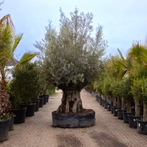 Olijfboom 'Bonsai' #171