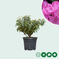 Rhododendron Roseum elegans