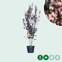 Kerspruim meerstammig