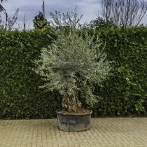 Olijfboom 'Bonsai' #93