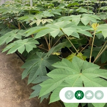 Chinese rijstpapier plant 40 cm