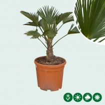 Wagner palm 15 cm stamhoogte
