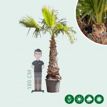 Mexicaanse waaierpalm 250 cm