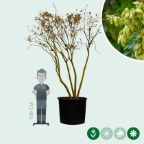 Chinese vernisboom meerstammig