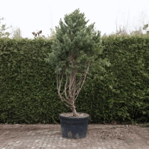 Grove den bonsai #77