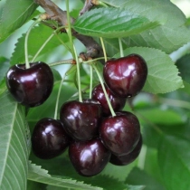 Prunus a. 'Early Rivers'