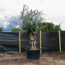 Olijfboom 'Bonsai' #1
