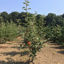 Malus d. 'James Grieve'