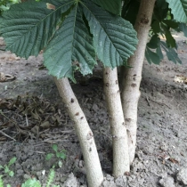 Paardenkastanje meerstammig