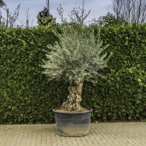 Olijfboom 'Bonsai' #96