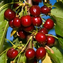 Prunus a. 'Van'