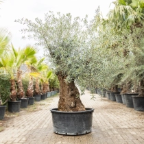 Olijfboom 'Bonsai' #190