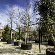 Amerikaanse eik #116