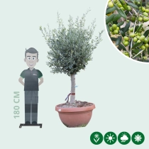 Olijfboom decoschaal