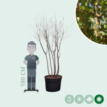 Tibetaanse sierkers meerstammig