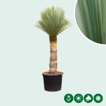 Yucca rostrata palmlelie