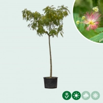 Perzische slaapboom