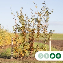 Groene beukenhaag per meter enkele rij