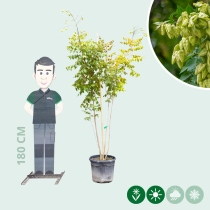 Chinese vernisboom meerstammig