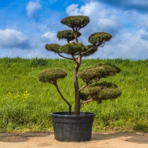 Grove den bonsai #139