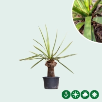 Yucca faxoniana palmlelie