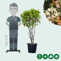 Glansmispel meerstammig