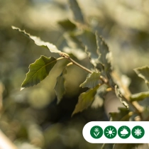 Steeneik leiboom 200 cm