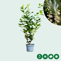 Laurierhaag 'Novita' 80 cm