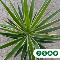 Yucca elephantipes Puck