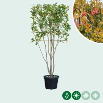 Parrotia leiboom meerstammig