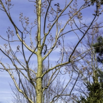 Anna Paulownaboom #111