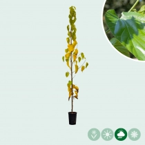 Moerbei 'White Berry'