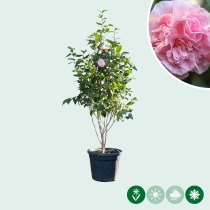 Camellia roze meerstammig
