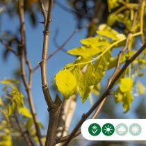 Gele schijn acacia