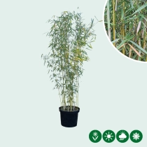 Fargesia robusta 'Campbell'