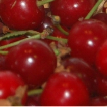 Prunus a. 'Morelle'