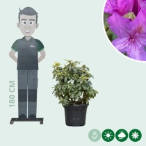 Rhododendron 'Marcel Menard'